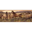 York Wallpaper CH7813BD Border Portfolio II Grey Horse Border For Discount